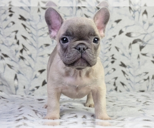 French Bulldog Puppy for sale in NEW YORK, NY, USA