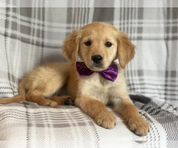 Medium Photo #13 Golden Retriever Puppy For Sale in LAKELAND, FL, USA
