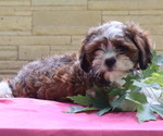 Small #4 Cava-Tzu