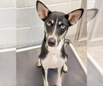 Small #1 Huskies  Mix