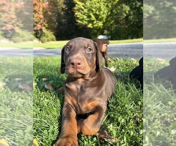 Medium Photo #3 Doberman Pinscher Puppy For Sale in WESTON, WI, USA