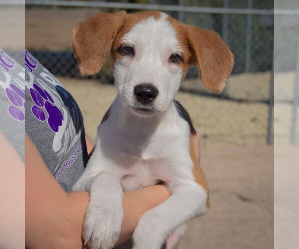 Medium Photo #3 Border Collie-Collie Mix Puppy For Sale in Huntley, IL, USA