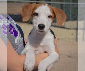 Heath - Male Border Collie-Collie Mix Dog for Adoption - Photo #3
