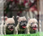 Small Photo #2 French Bulldog Puppy For Sale in BROADWAY MANCHESTER, CA, USA