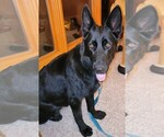 Small Photo #1 German Shepherd Dog Puppy For Sale in RICE LAKE, WI, USA