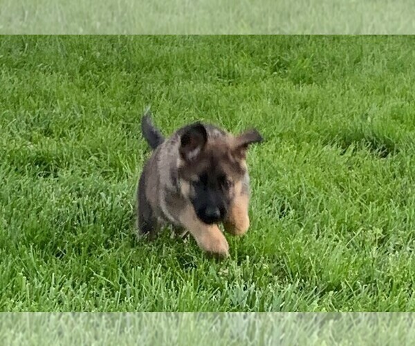 Medium Photo #5 German Shepherd Dog Puppy For Sale in FALMOUTH, VA, USA