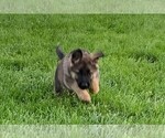Small Photo #5 German Shepherd Dog Puppy For Sale in FALMOUTH, VA, USA