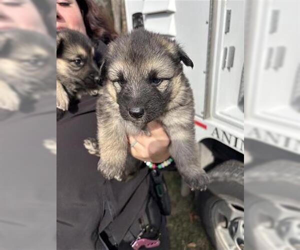 Medium Photo #1 German Shepherd Dog Puppy For Sale in Houston, TX, USA