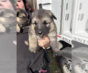 German Shepherd Dog Dogs for adoption in Houston, TX, USA