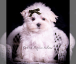 Puppy Teacup Mookie Maltese