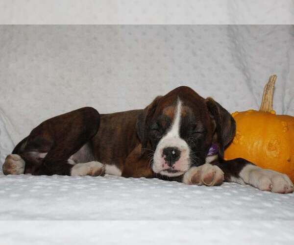 Medium Photo #3 Boxer Puppy For Sale in SHIPSHEWANA, IN, USA