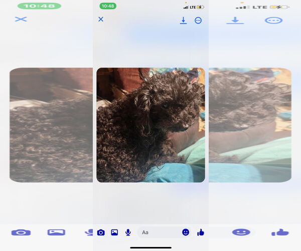 Medium Photo #3 Poodle (Toy) Puppy For Sale in Buffalo, MN, USA