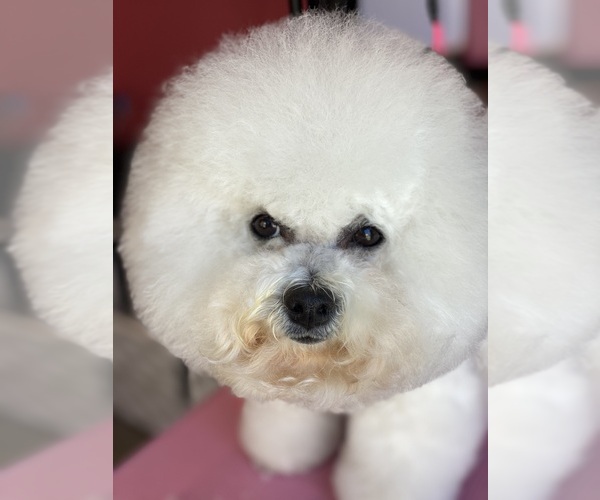 Medium Photo #1 Bichpoo Puppy For Sale in LAKE ELSINORE, CA, USA