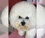 Small Photo #1 Bichpoo Puppy For Sale in LAKE ELSINORE, CA, USA