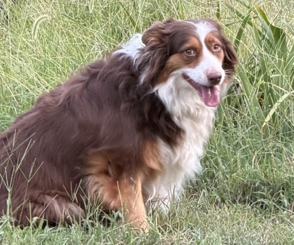 Medium Photo #1 Australian Shepherd Puppy For Sale in COUCH, MO, USA
