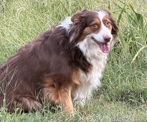 Mother of the Australian Shepherd puppies born on 06/18/2026