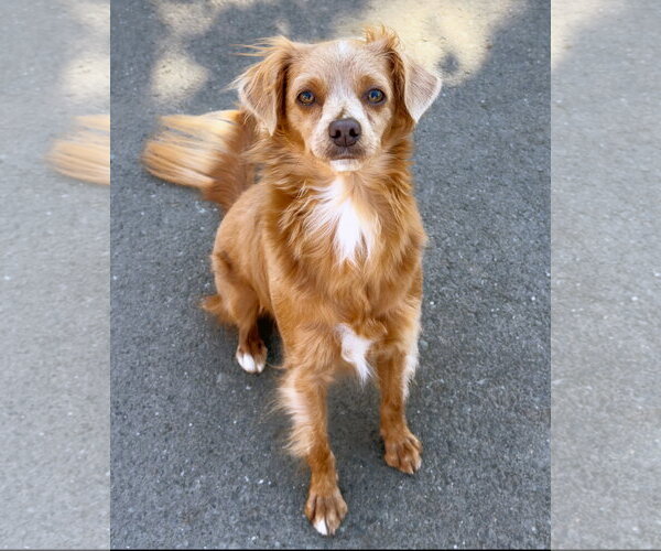 Medium Photo #1 Chihuahua-Unknown Mix Puppy For Sale in Sequim, WA, USA