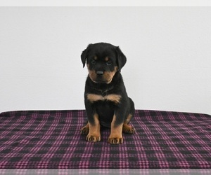 Rottweiler Puppy for sale in APPLE CREEK, OH, USA