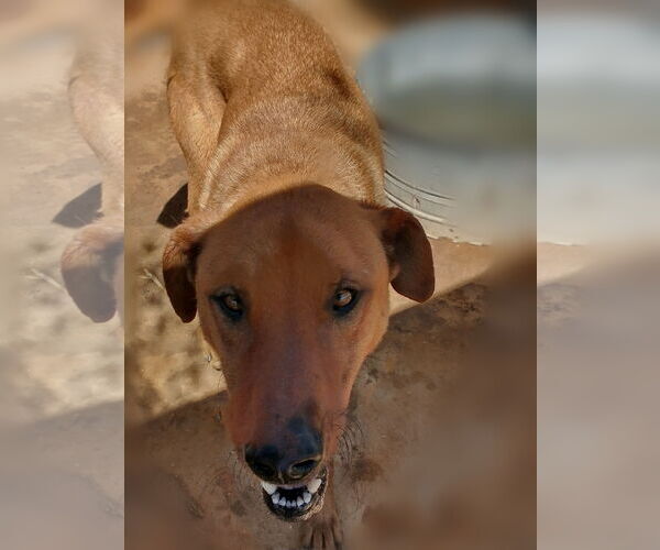 Medium Photo #8 Labrador Retriever-Unknown Mix Puppy For Sale in Apple Valley, CA, USA