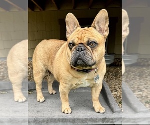 Mother of the French Bulldog puppies born on 08/03/2026