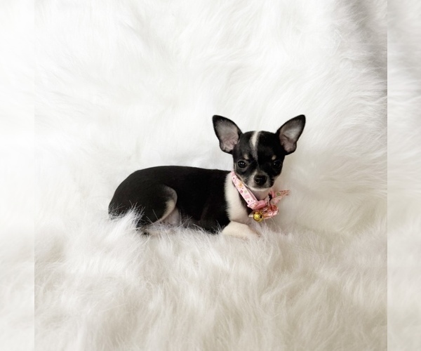 Medium Photo #8 Chihuahua Puppy For Sale in SACRAMENTO, CA, USA