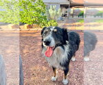Small #3 Australian Shepherd Mix