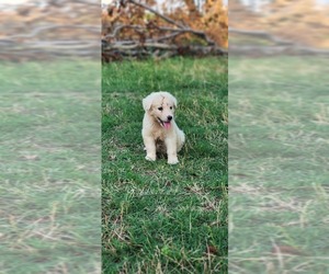 Anatolian Shepherd-Great Pyrenees Mix Puppy for sale in BARRY, TX, USA