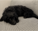 Small #1 Mutt