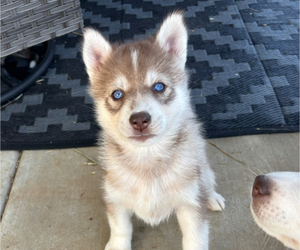 Siberian Husky Puppy for sale in WORTHINGTON, KY, USA