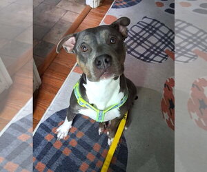 Mutt Dogs for adoption in Rockville, MD, USA