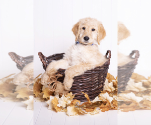 Goldendoodle Puppy for sale in CENTENNIAL, CO, USA