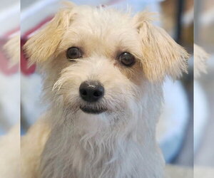 Zoey - Female Poodle (Miniature)-Unknown Mix Dog for Adoption - Photo #3