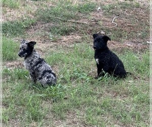 Mother of the Australian Shepherd-German Shepherd Dog Mix puppies born on 04/01/2024