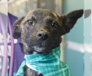 Chihuahua-Unknown Mix Dogs for adoption in San Antonio, TX, USA