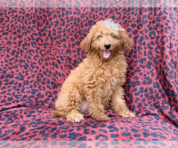 Medium Photo #4 Goldendoodle (Miniature) Puppy For Sale in LAKELAND, FL, USA