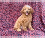 Darcy - Female Goldendoodle (Miniature) Puppy for Sale - Photo #4