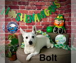 Small #8 Jack Russell Terrier