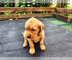 Golden Retriever Puppy for sale in LEON, KS, USA