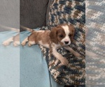 Puppy Freddie Cavalier King Charles Spaniel