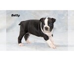 Small Photo #30 Boston Terrier Puppy For Sale in CLARE, MI, USA