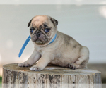 Small #3 Pug