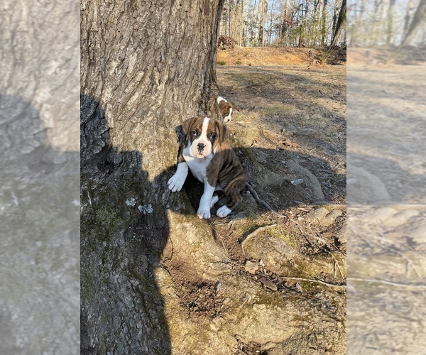 Medium Photo #1 Boxer Puppy For Sale in CHARLOTTESVILLE, VA, USA