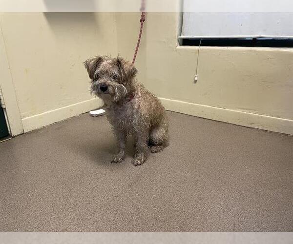 Medium Photo #1 Mutt Puppy For Sale in Pasadena, CA, USA