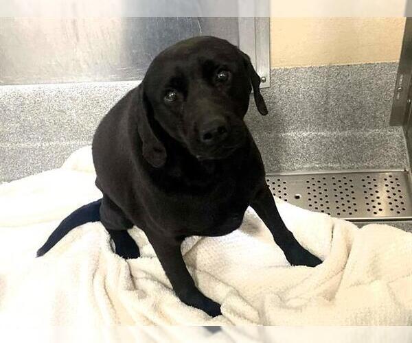 Medium Photo #1 Labrador Retriever-Unknown Mix Puppy For Sale in Orange, CA, USA