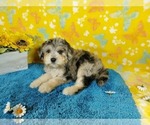 Small Photo #2 Goldendoodle-Poodle (Toy) Mix Puppy For Sale in COLORADO SPRINGS, CO, USA