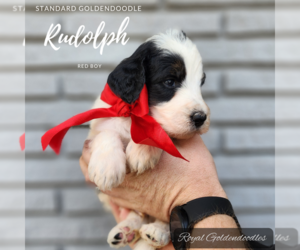 Goldendoodle Puppy for Sale in EL CAMPO, Texas USA