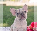 Small #6 French Bulldog