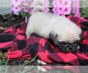 Pug Puppy for sale in BLOOMINGTON, IN, USA