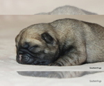 Small Photo #17 Pug Puppy For Sale in WINNSBORO, TX, USA