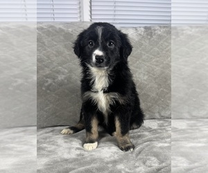 Medium Australian Shepherd
